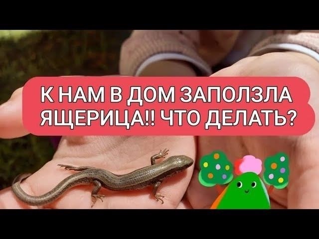 Что делать, если ящерица проникла в ваше жилище
