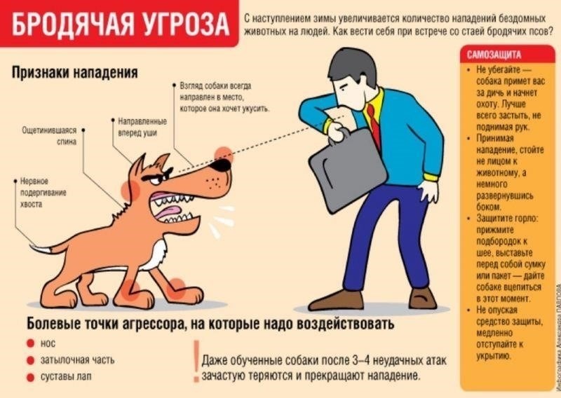 Юридические права граждан в случае нападения собак