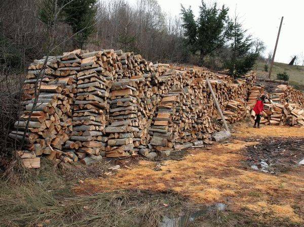 Как происходит процесс рассмотрения заявки на вырубку леса?