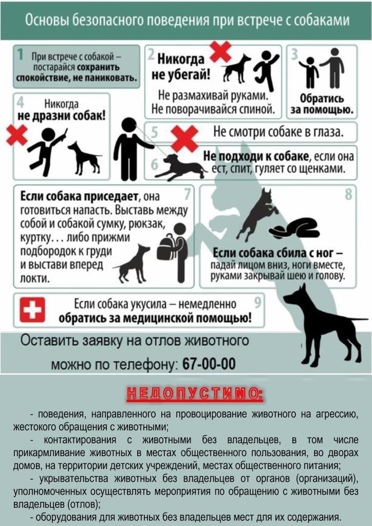 Процесс подачи заявки на отлов бездомных животных: Что нужно знать