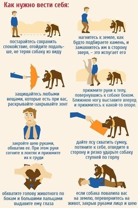 Шаги, которые необходимо предпринять сразу же после инцидента с агрессивной собакой