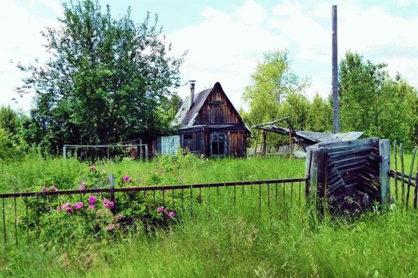 Имеет ли председатель СНТ право продавать заброшенные участки